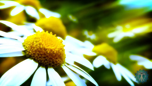 Emptiness Meditation Music: "Inner Quiet & Inner Peace" - Relax, Yoga, Zen, Mind Body, Balance
