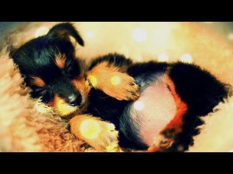 RELAXING PET MUSIC - "Noah's Ark" - Relaxing brainwave entrainment music