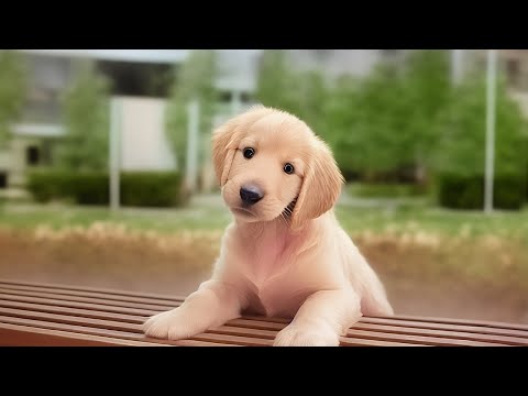 Joyful Music to Uplift Your Spirits and Inspire Happiness with Dogs